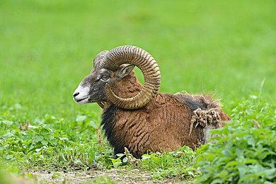 Fami通新一周销量榜 《牧场物语》登顶